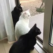 こんちゃん