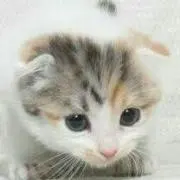 てぃたんの画像