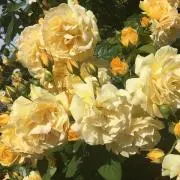n.【プロフ必読】