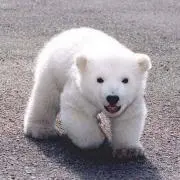 しろくま