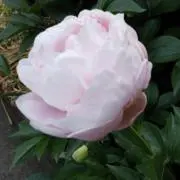 A.Kの画像