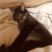 ハナの画像