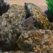 ☆めめたん☆