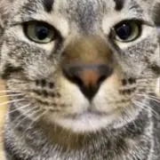 りょうがの画像