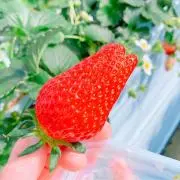 いちごの画像