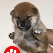 ゆうこちゃん