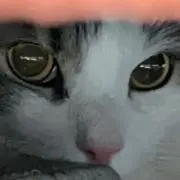 seiの画像