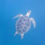 mmの画像
