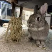 バズライトイヤー