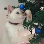 はるの画像