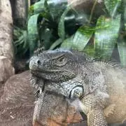 マカダミア