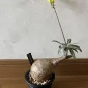 すぅー多肉の画像