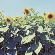さちこの画像