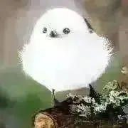Image of koo