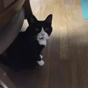 せい