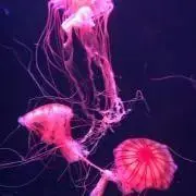 クラゲの画像