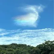 マメコ　即決優先