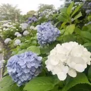 ayaの画像