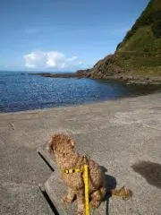 おーちゃんの画像