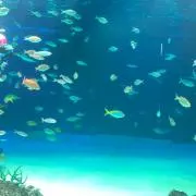 みみの画像