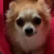 ゆんちの画像