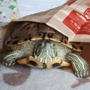 ちびまる