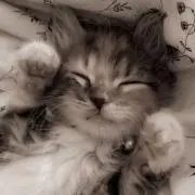 tu 断捨離中❕の画像