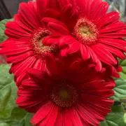REDの画像
