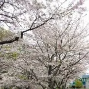ばるばるの画像