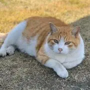 ねこさんぽ