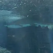IRの画像