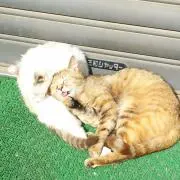 Image of まっすんずんどこ