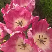 はんぺん☆（コメント欄をご確認下さい)