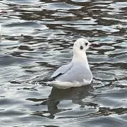 すっこさんの画像