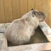 ハナハナの画像