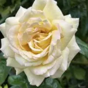 花みずきの画像