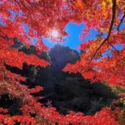 ふくゐ家の画像