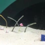 cannaの画像