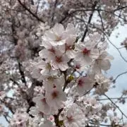 あずきの画像