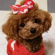 ぽぽりん♡