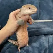 あきみず