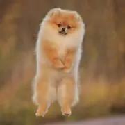 こはるの画像