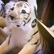 みぃの画像