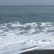 にんじんの画像