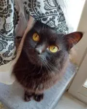 Miri