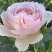 花♡花の画像