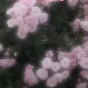 あや