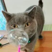 ふうせんねこの画像
