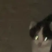meowの画像