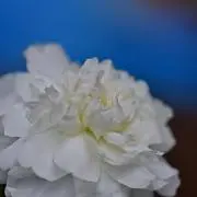 どきんちゃん